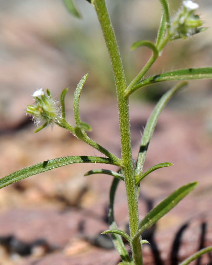 Bearded Cryptantha stems and leaves are covered in stiff white rough hairs. The leaves are arranged alternately along the stems. Cryptantha barbigera